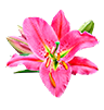 flower image