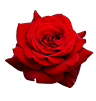 flower image