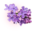 flower image