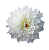 flower image
