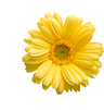flower image