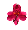 flower image